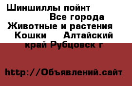 Шиншиллы пойнт ns1133,ny1133. - Все города Животные и растения » Кошки   . Алтайский край,Рубцовск г.